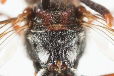  Nomada nigrovaria Pérez, 1895