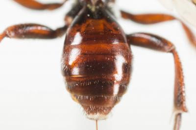  Nomada nigrovaria Pérez, 1895
