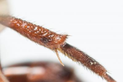  Nomada nigrovaria Pérez, 1895