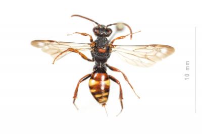  Nomada panzeri Lepeletier, 1841