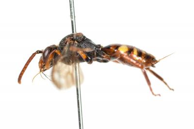  Nomada panzeri Lepeletier, 1841
