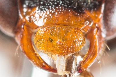  Nomada panzeri Lepeletier, 1841