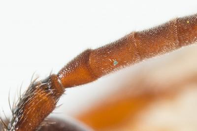  Nomada panzeri Lepeletier, 1841