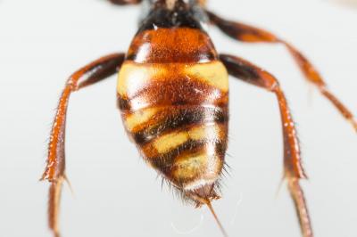  Nomada panzeri Lepeletier, 1841