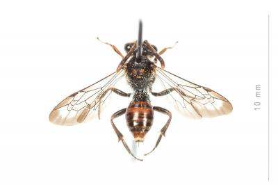  Nomada serricornis Pérez, 1884