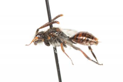  Nomada serricornis Pérez, 1884