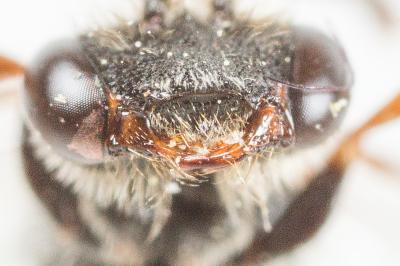  Nomada serricornis Pérez, 1884