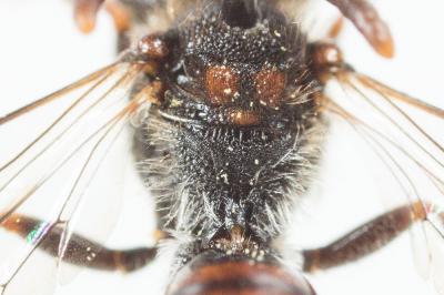  Nomada serricornis Pérez, 1884