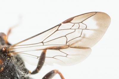  Nomada serricornis Pérez, 1884