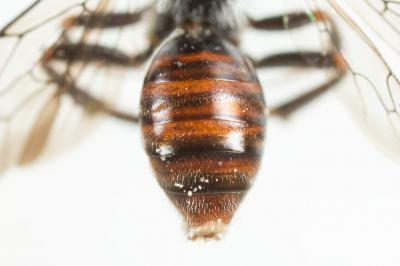  Nomada serricornis Pérez, 1884