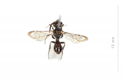  Nomada sheppardana (Kirby, 1802)
