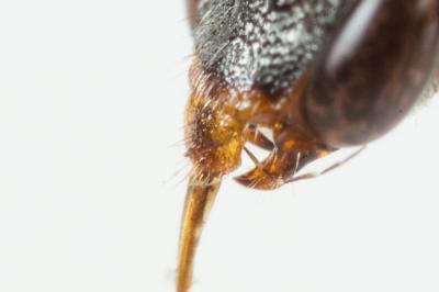  Nomada sheppardana (Kirby, 1802)