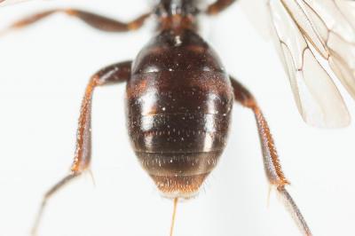  Nomada sheppardana (Kirby, 1802)