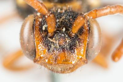  Nomada signata Jurine, 1807
