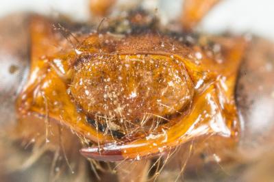  Nomada signata Jurine, 1807