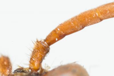  Nomada signata Jurine, 1807