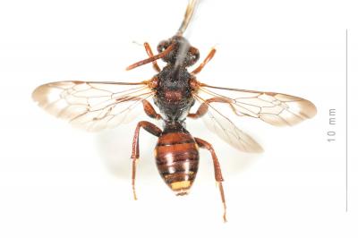  Nomada striata Fabricius, 1793