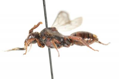  Nomada striata Fabricius, 1793