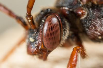  Nomada striata Fabricius, 1793