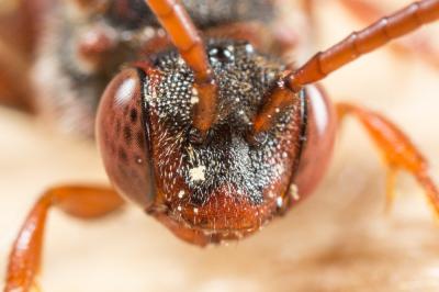  Nomada striata Fabricius, 1793