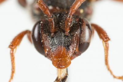  Nomada striata Fabricius, 1793
