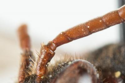  Nomada striata Fabricius, 1793