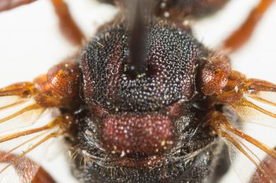  Nomada striata Fabricius, 1793