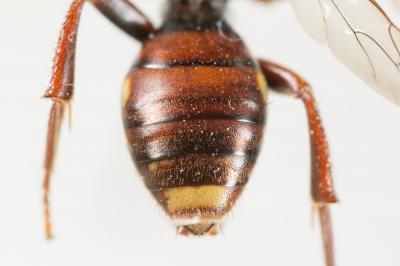  Nomada striata Fabricius, 1793