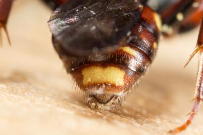  Nomada striata Fabricius, 1793