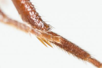  Nomada striata Fabricius, 1793