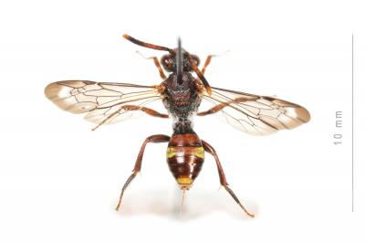  Nomada maculicornis Pérez, 1884