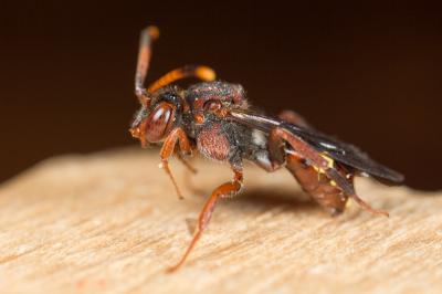  Nomada maculicornis Pérez, 1884
