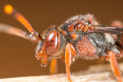  Nomada maculicornis Pérez, 1884