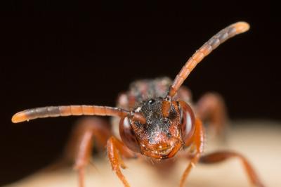  Nomada maculicornis Pérez, 1884