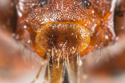  Nomada maculicornis Pérez, 1884