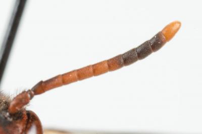  Nomada maculicornis Pérez, 1884