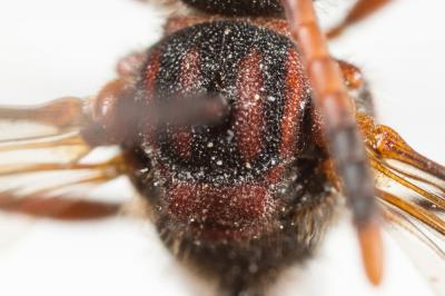  Nomada maculicornis Pérez, 1884