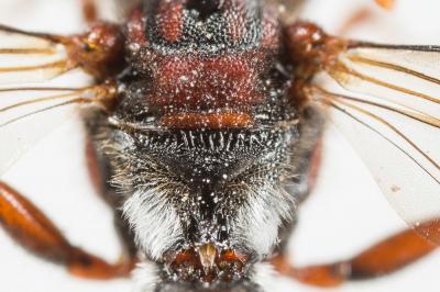  Nomada maculicornis Pérez, 1884