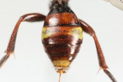  Nomada maculicornis Pérez, 1884