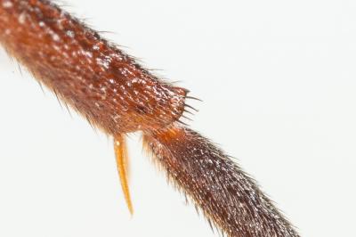  Nomada maculicornis Pérez, 1884
