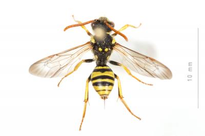  Nomada succincta Panzer, 1798