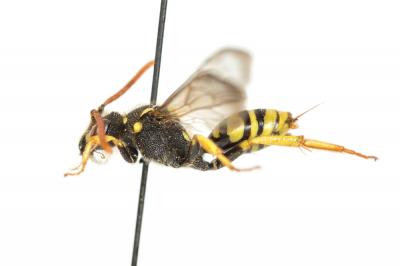  Nomada succincta Panzer, 1798
