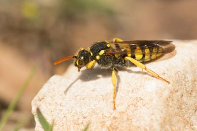  Nomada succincta Panzer, 1798