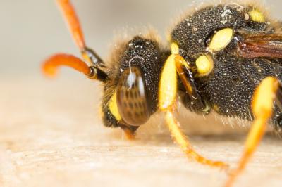  Nomada succincta Panzer, 1798