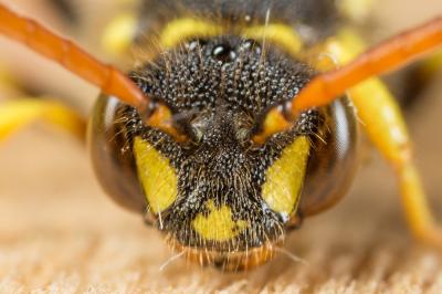  Nomada succincta Panzer, 1798