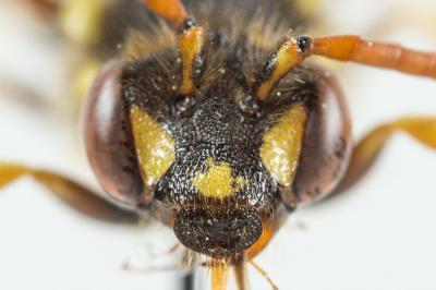  Nomada succincta Panzer, 1798