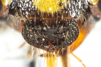  Nomada succincta Panzer, 1798