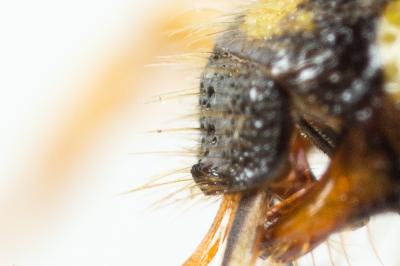  Nomada succincta Panzer, 1798