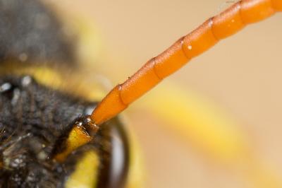  Nomada succincta Panzer, 1798