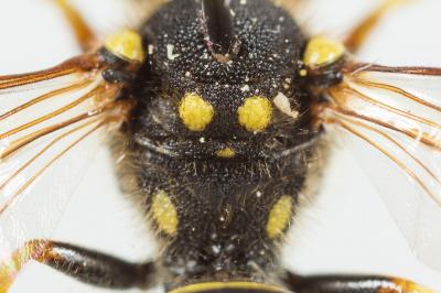  Nomada succincta Panzer, 1798